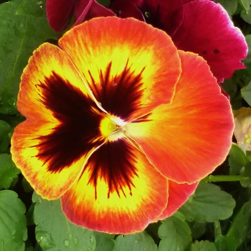 Pensée multicolore. La coupe de Ø 23 cm
