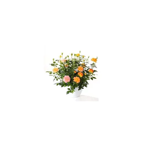 Composition de rosiers miniatures - La coupe