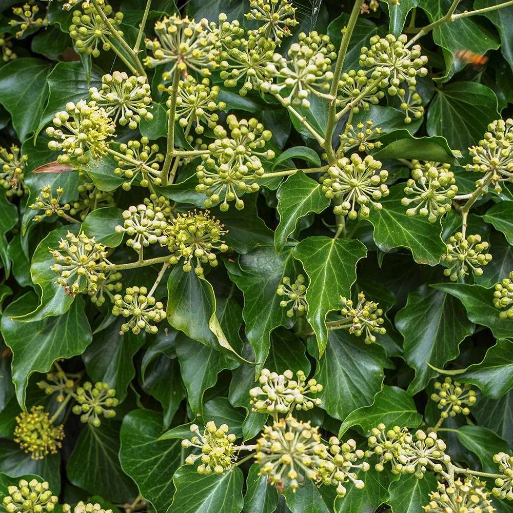 Hedera helix Arborescens - Lierre arbustif Hedera helix arborescens