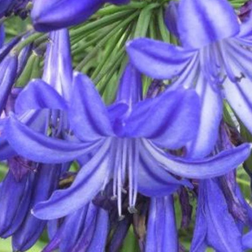 Agapanthe Northern Star Agapanthus northern star