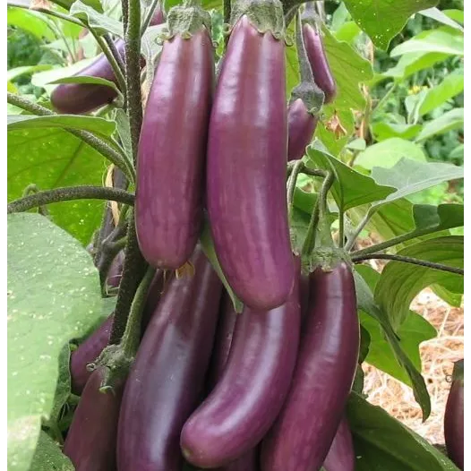 Biologische zaden van Aubergine Puso Purple Cluster