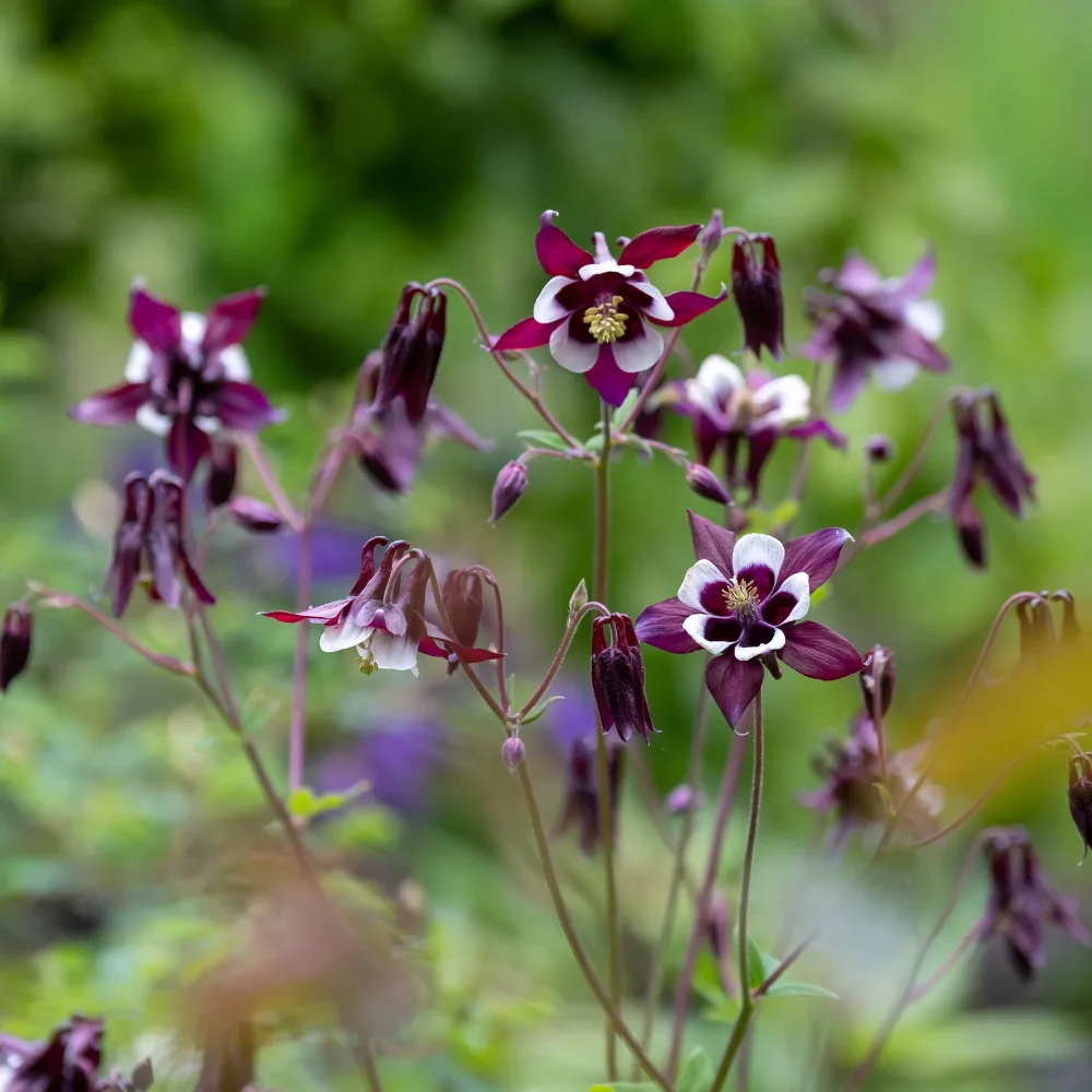Ancolie des jardins William Guiness Aquilegia vulgaris william guiness