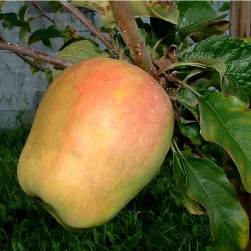 Pommier Clocharde. Le pot de 10 litres forme gobelet