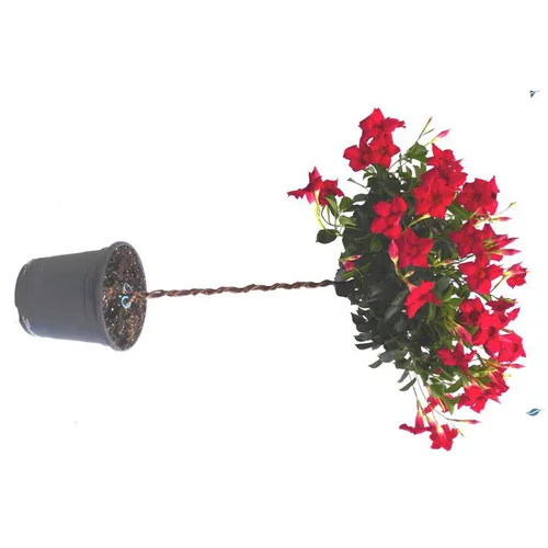 Dipladénia mini tige coloris variés. Le pot de 4 litres
