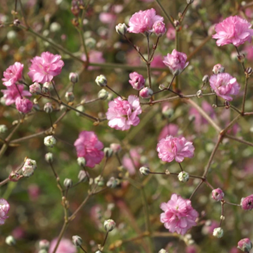 Gypsophile Flamingo Gypsophila paniculata flamingo