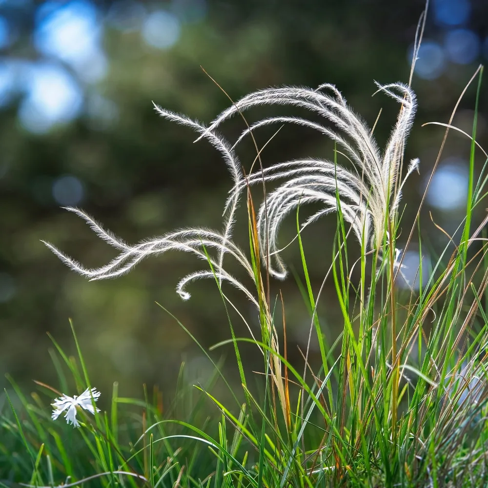 Stipe penné Stipa pennata