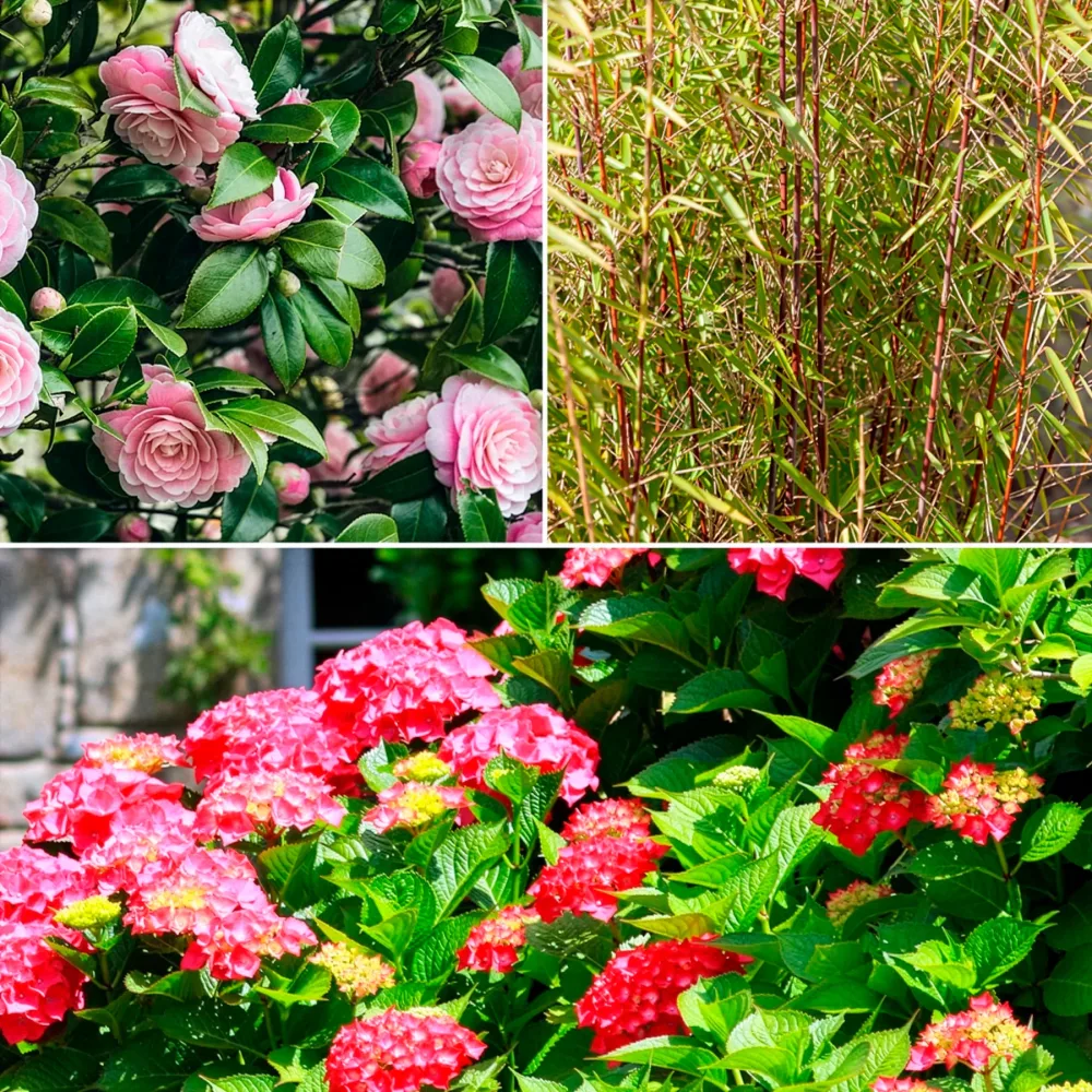 Collection de 3 arbustes d'ombre : hortensia, camélia, bambou Hydrangea macrophylla, camelia japonica, fargesia