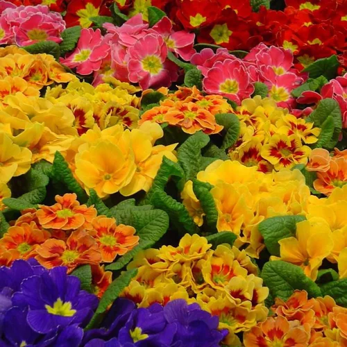 Primevère des jardins. La coupe de 5 plants