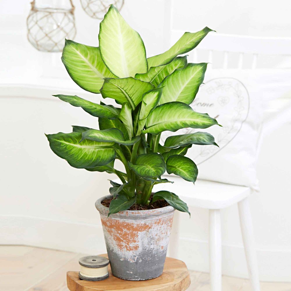Dieffenbachia Summer Style Dieffenbachia summer style