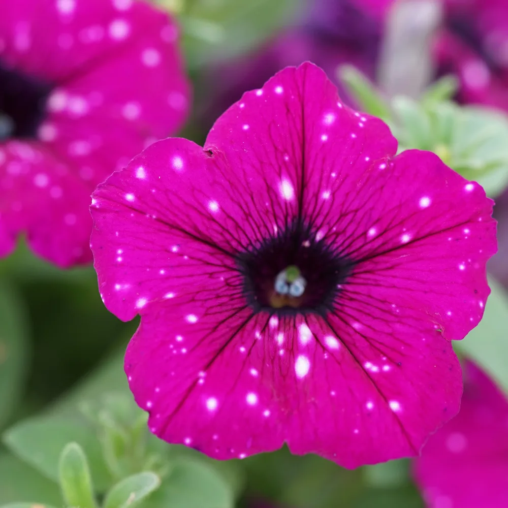3 Pétunias Royal Sky Petunia royal sky
