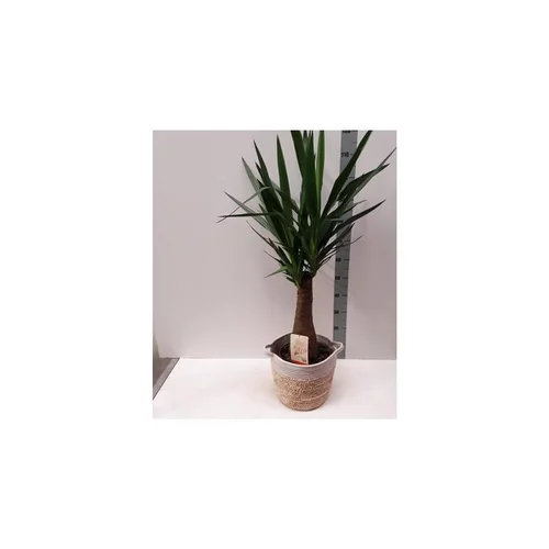 panicum virgatum sangria - Le pot de 4 litres