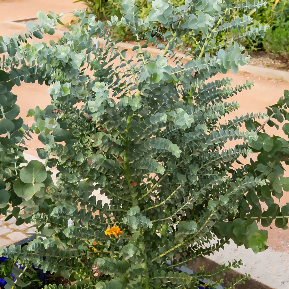 Eucalyptus cendré Silver Dollar Eucalyptus cinerea Silver Dollar