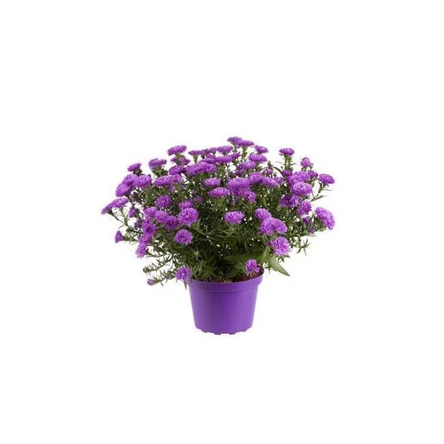 Aster vivace - Le pot de 1 litre