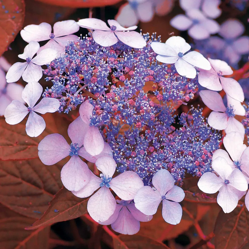 Hortensia été indien Hydrangea serrata Indian Summer