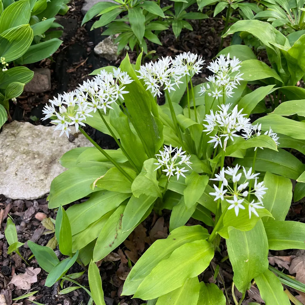 Ail des ours Allium ursinum
