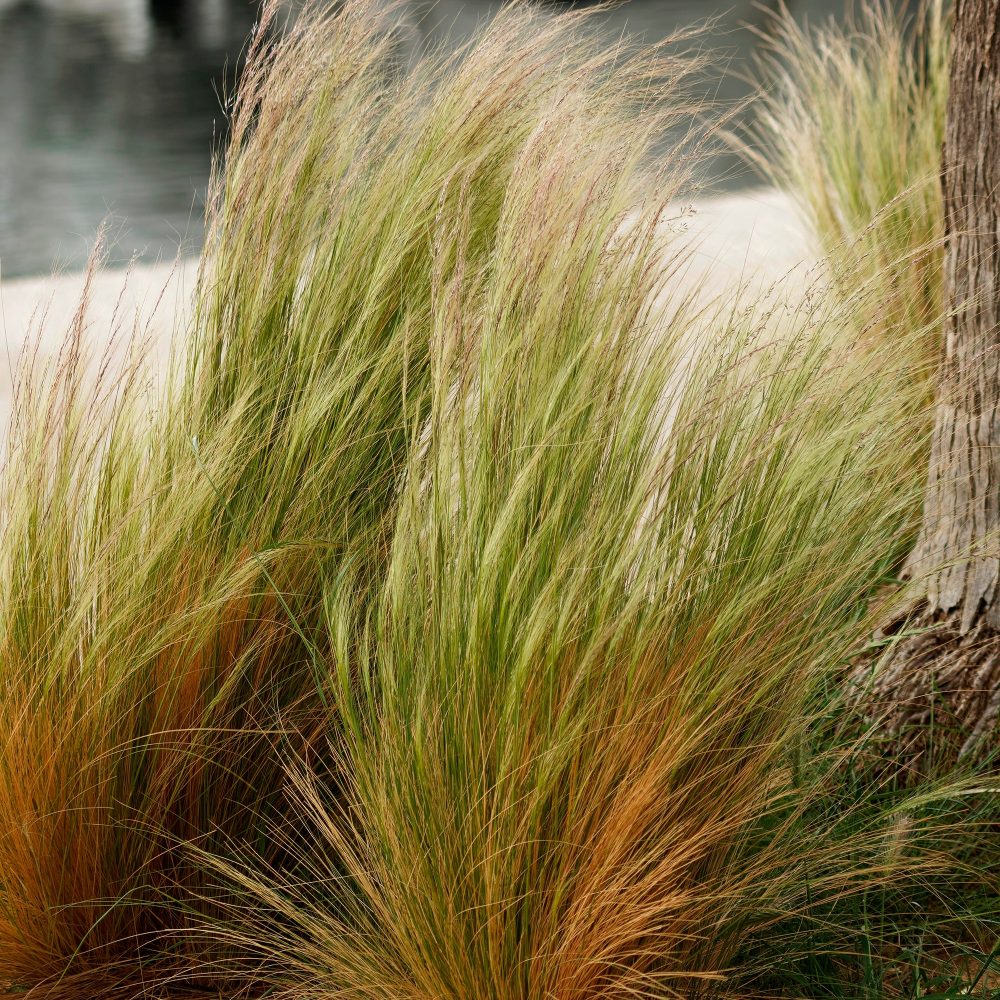 Stipa tenuissima - Cheveux d'ange Stipa tenuissima