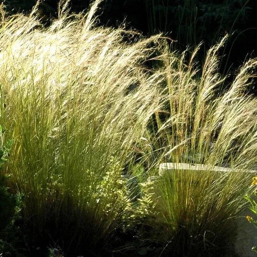 Stipa cheveux d'anges - Le pot de 1 litre