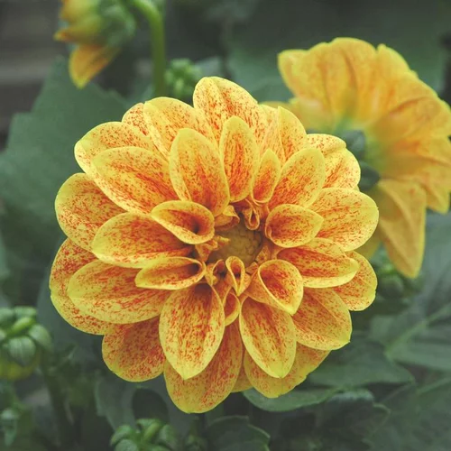 Dahlia nain de bouture à fleurs multicolores variété Extra - Le pot Ø 10,5 cm