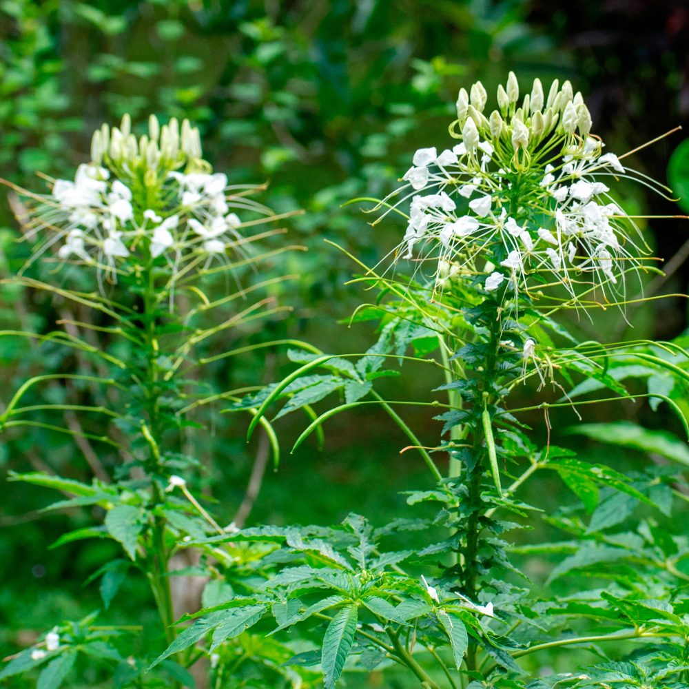 Cléome épineux White Queen Cleome spinosa white queen