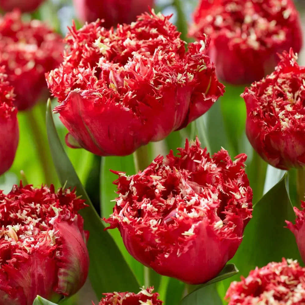 5 Tulipes dentelées double Qatar Tulipa Crispa Qatar