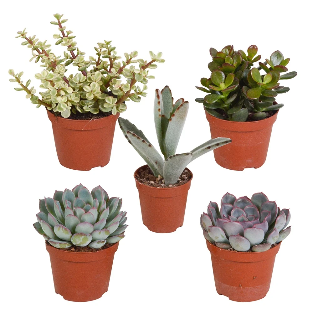 Collection de 5 succulentes Crassula , 2 Echeveria , Portulacaria Afra, Kalanchoe Tomentosa