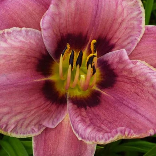 Hémérocalle Always Afternoon Hemerocallis always afternoon