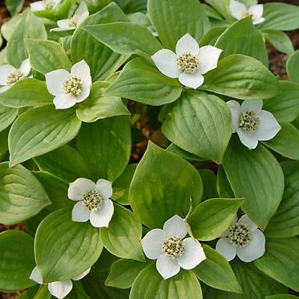 2 x Cornouiller blanc 'Sibirica' – Cornus alba 'sibirica', 60, 80 cm pot