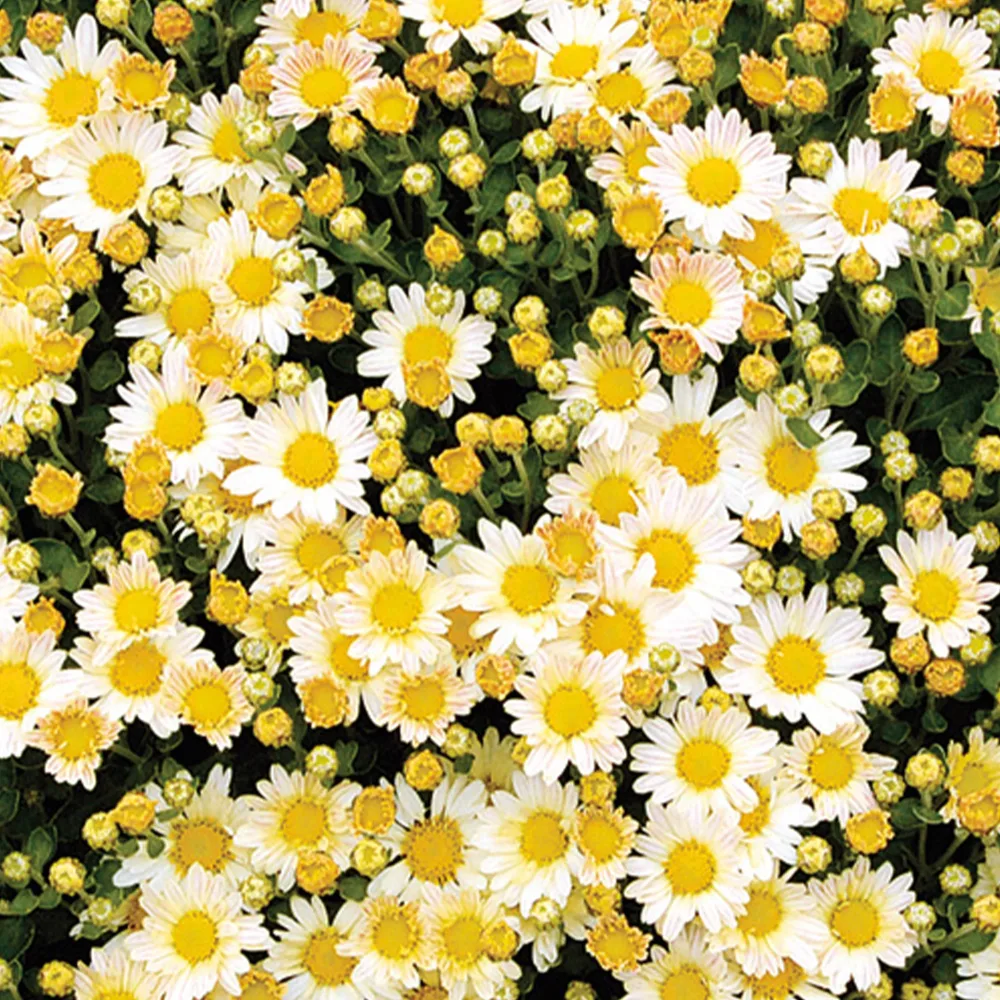 Chrysanthème du pacifique Bengo Weiss Ajania bellania Bengo Weiss