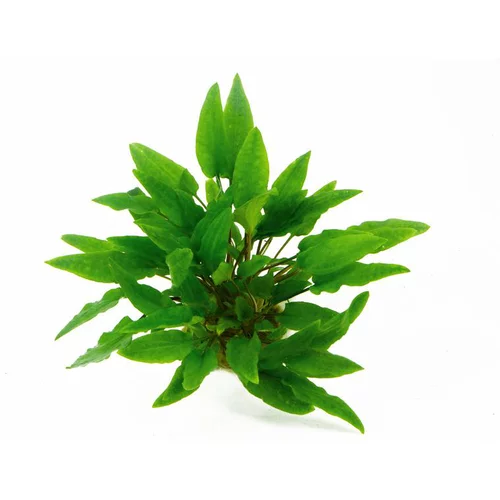 Plante aquatique en pot Cryptocoryne beckettii Petchii