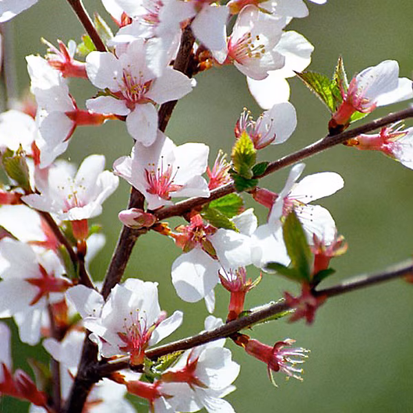 2 x Cerisier de Nankin – Prunus tomentosa | 25 | 30 cm pot