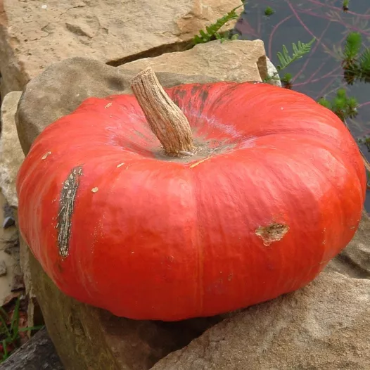 Potiron Rouge vif d'Etampes | Semences