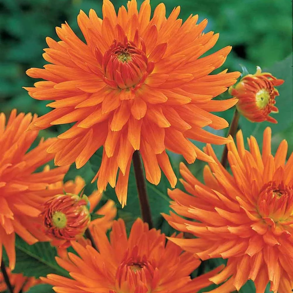 3 Dahlias cactus nain Vrouwe Jacoba Dahlia Vrouwe Jacoba