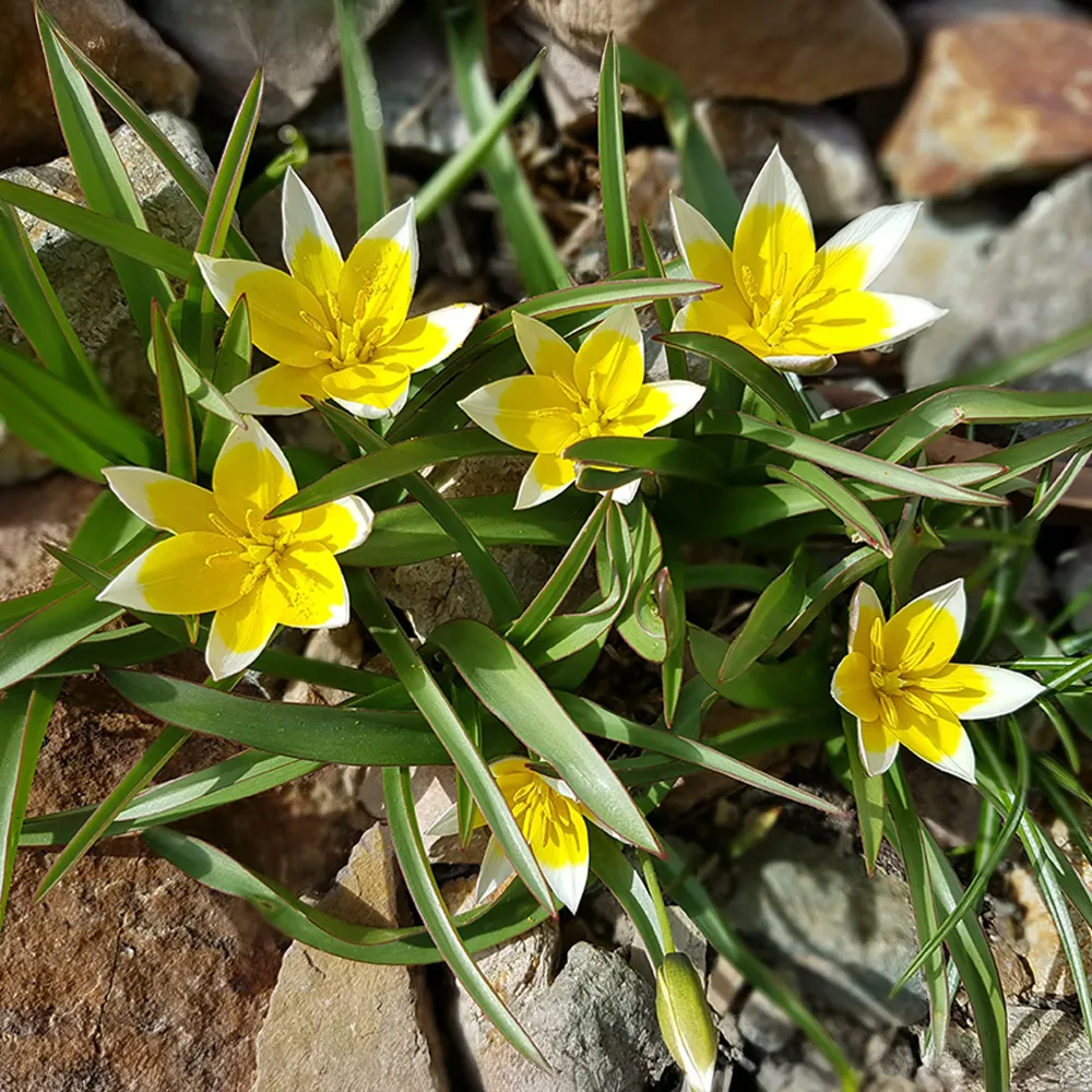 10 Tulipes botaniques Tarda Tulipa tarda