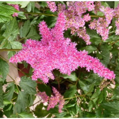 Astilbe à fleurs multicolores qualité Extra - Le pot de 2 litres