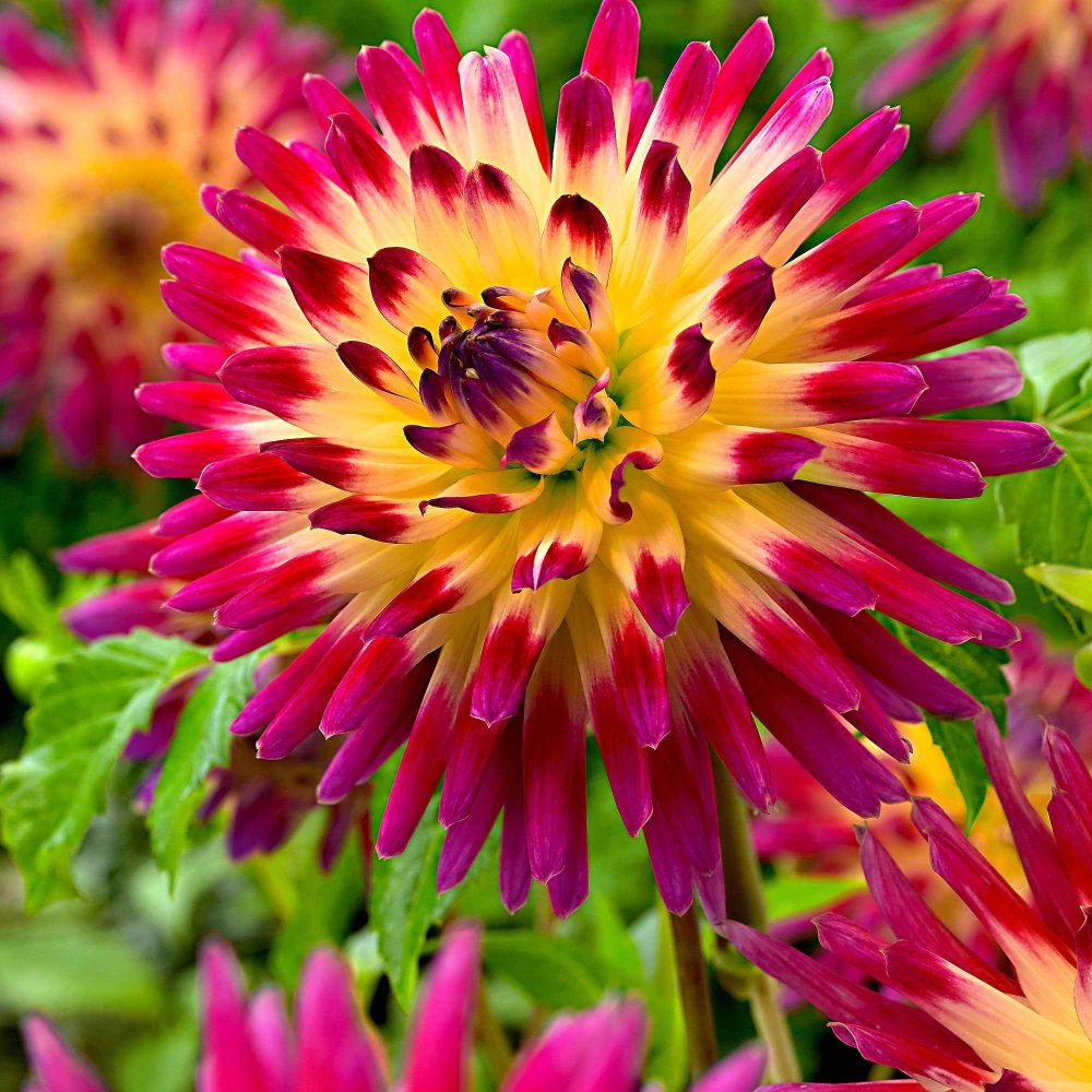 3 Dahlias cactus Tahiti Sunrise Dahlia 'tahiti sunrise'