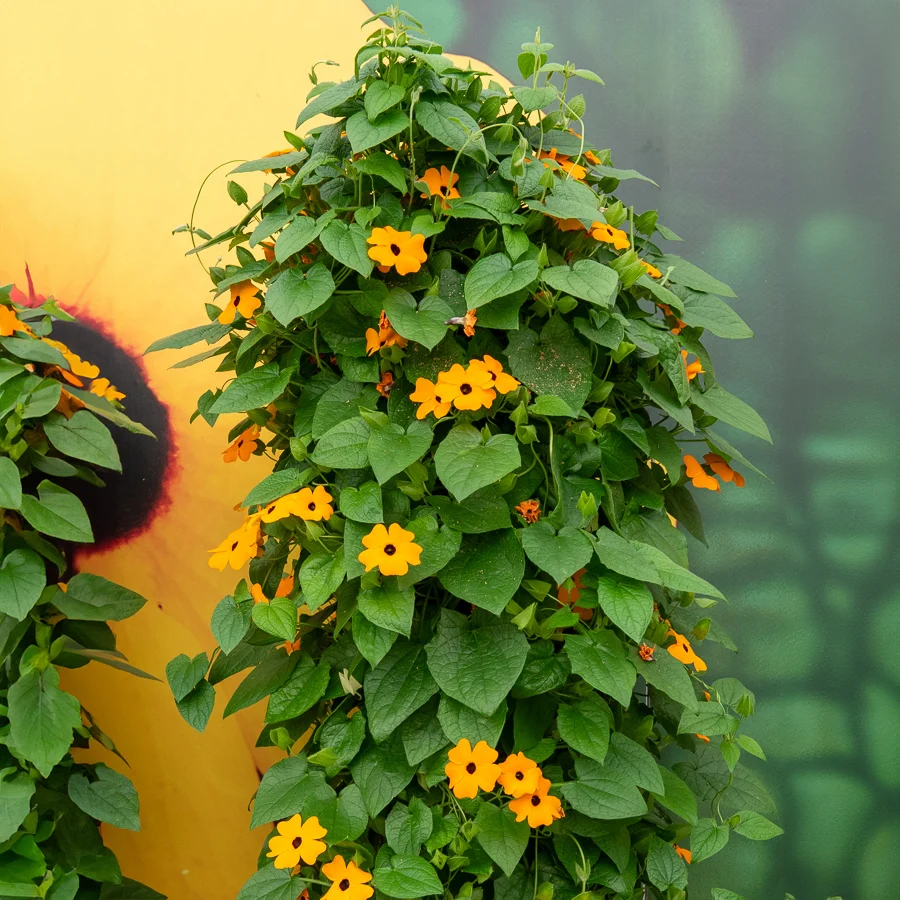 Suzanne aux yeux noirs orange Thunbergia alata Sunny Susy®