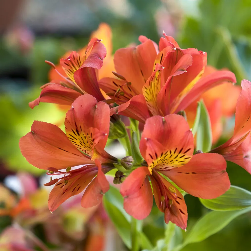 Lys des Incas - Alstroémère Majestic Brissac Alstroemeria Majestic Brissac