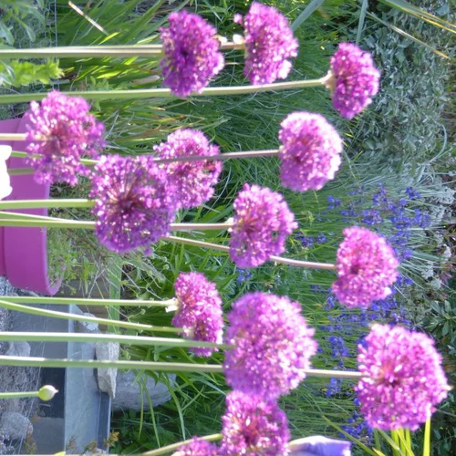 Allium Globemaster - Le pot de 3 litres