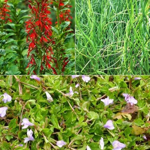 3 plantes de bassin avec panier et anneau de flottaison Lobelia cardinalis, Juncus spiralis, Mazus reptans