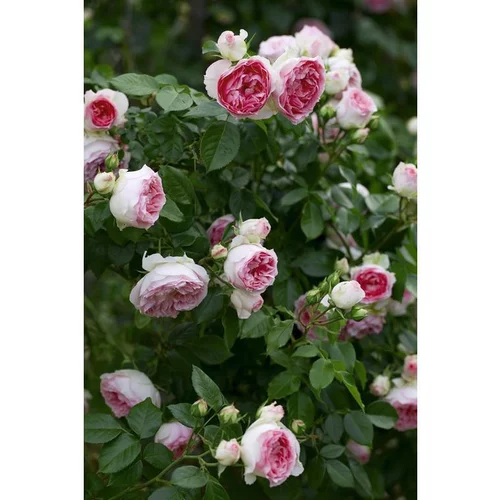 Rosier Mini Pierre de Ronsard® Meibigboni - C10