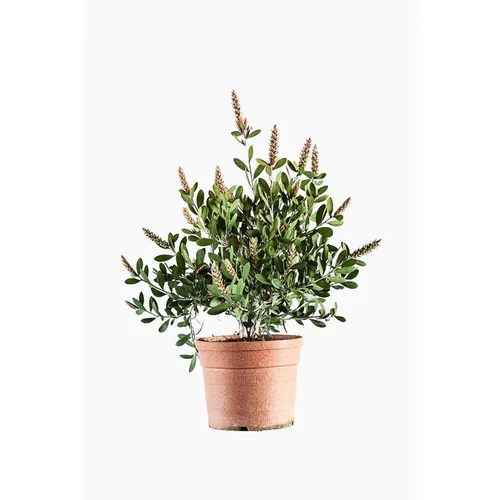 Callistemon Bright Pink rose. Le pot de 30 litres