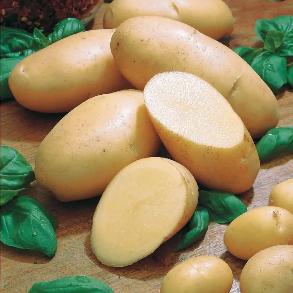 Pomme de terre Belle de Fontenay Solanum tuberosum belle de fontenay