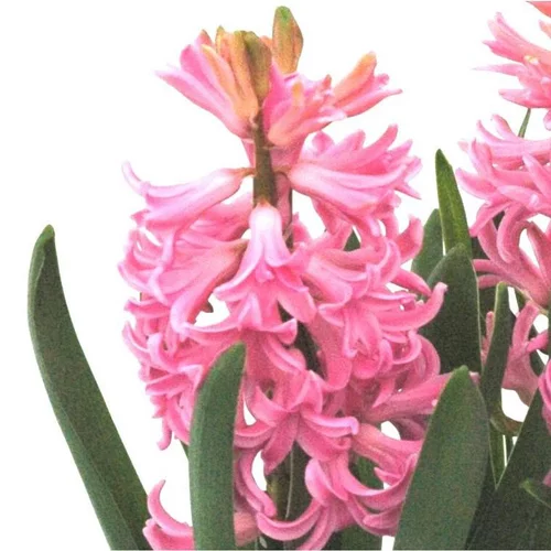 Jacinthe Pink Pearl - Le pot de 10,5 cm