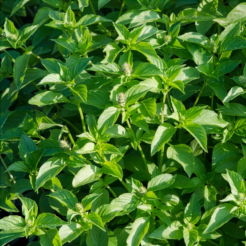 Basilic à l'odeur de citronnelle Mrs. Burns Ocimum citridorum