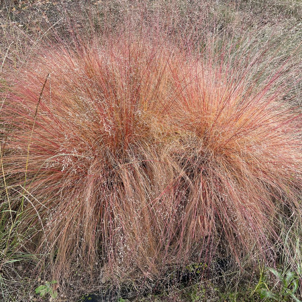 Sporobole à glumes inégales Sporobolus heterolepis