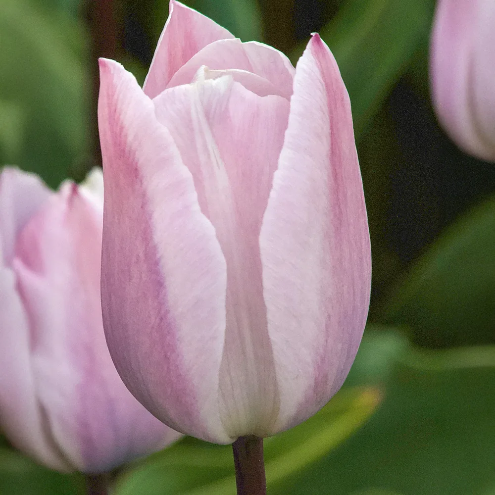 5 Tulipes Triomphe Silver Cloud Tulipa 'silver cloud'