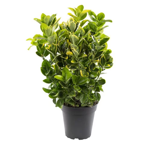 Euonymus variés - Le pot de 1 litre