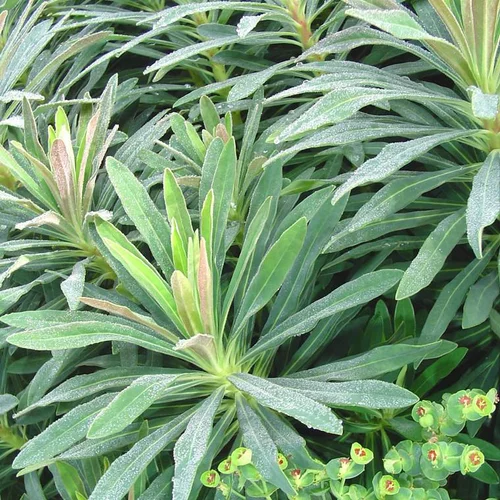 Euphorbe vivace à fleurs multicolores - Le pot déco de 4 litres