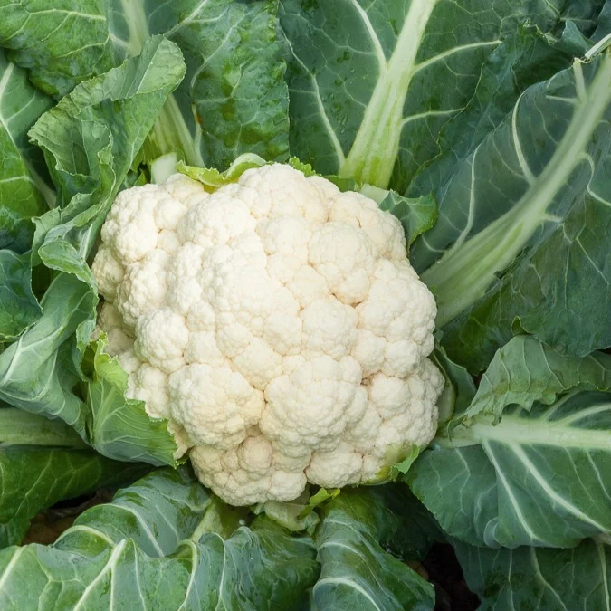 Chou-fleur Merveille de toutes saisons Brassica oleracea botrytis merveille de toutes saisons