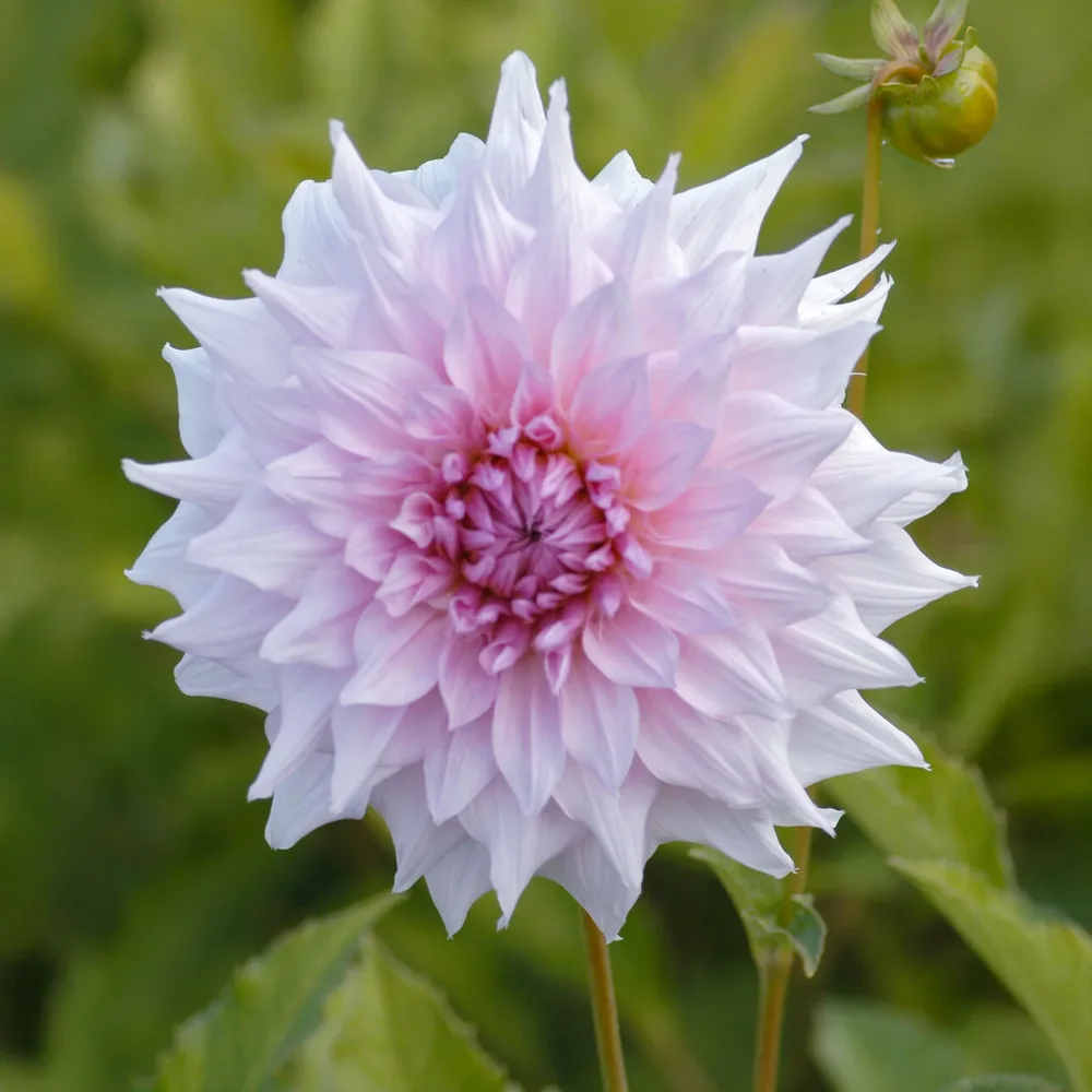 Dahlia à grandes fleurs Shiloh Noelle Dahlia Shiloh Noelle